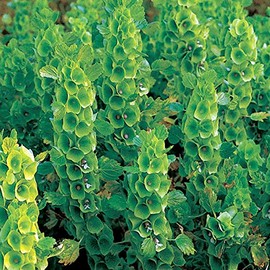 Park Seed Bells-of-Ireland Seeds