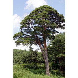 Fresh Japanese Red Pine Tree Seeds (Pinus densiflora), 10 seeds