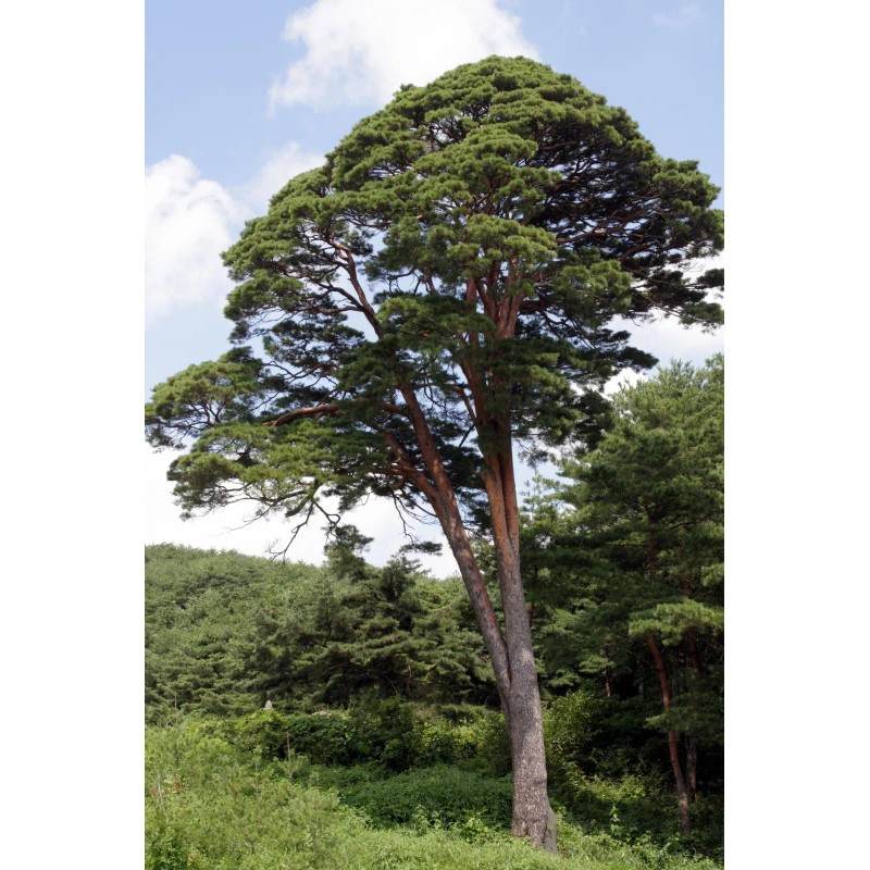 Fresh Japanese Red Pine Tree Seeds (Pinus densiflora), 10 seeds