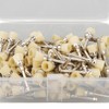 100pcs Polishing Brush Set Professional Dental Teeth Cleaning Brush Disposable