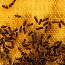 Lehman's Stoney Acres Beekeeping Deep Nuc Box, Assembled Super or Brood Box for 5 Frame Honeybee Hives, Amish Made