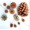 Pine Cones, Pack of 20