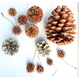 Pine Cones, Pack of 20