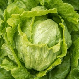 Fresh 1000+ Hanson Improved Crisphead  Lettuce  Seeds  Organic NON - GMO  Seanson 2025 - 2000+ Seeds