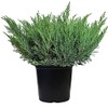 Compact Andorra Juniper, green leafed evergreen in 2 Gallon pot