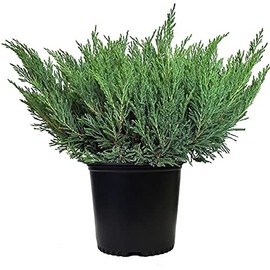 Compact Andorra Juniper, green leafed evergreen in 2 Gallon pot - Juniper Horizontalis plumosa compacta 'Youngstown'