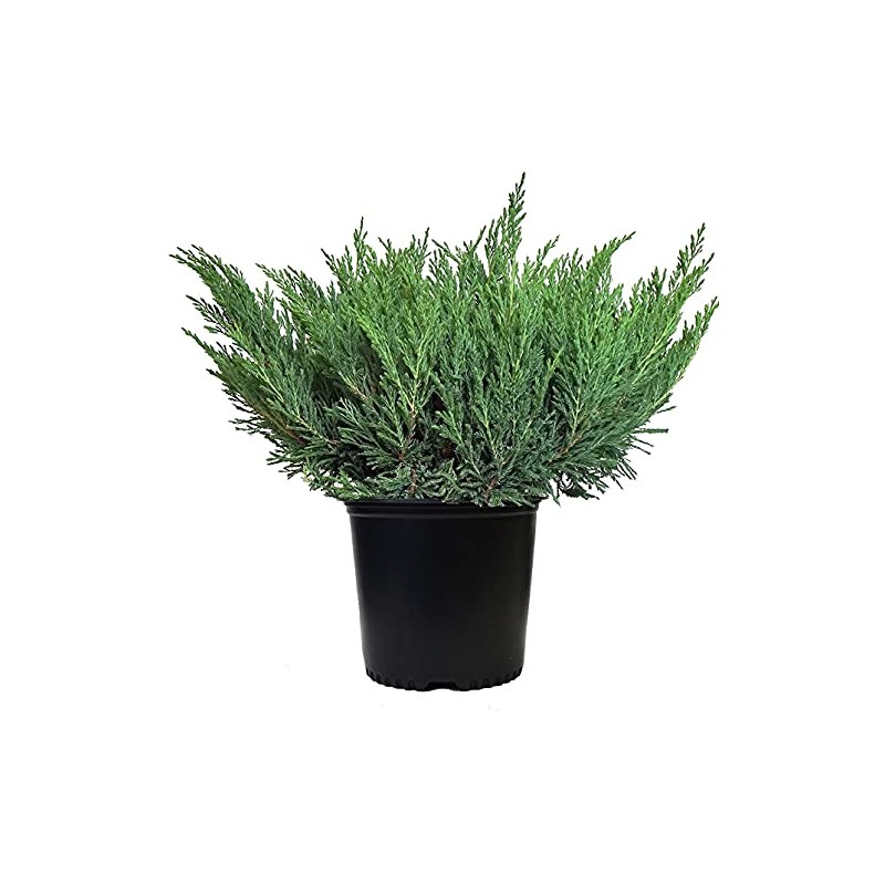 Compact Andorra Juniper, green leafed evergreen in 2 Gallon pot