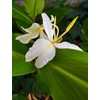 Hawaiian White Ginger Root Hedychium Coronarium J6