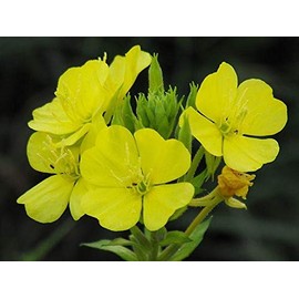 Common Evening Primrose - Blooms All Summer!! Mild Lemony Scent!!!!!!(300 - Seeds)
