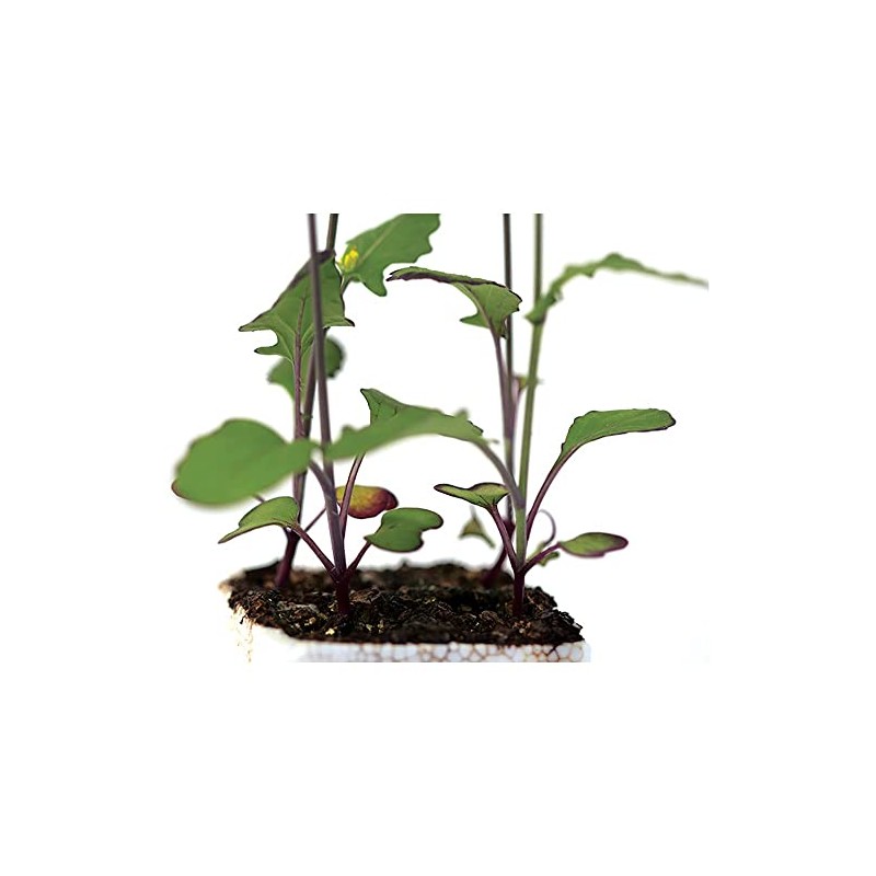 Wisconsin Fast Plants Hairy Purple Stem Seed, Pack of 50