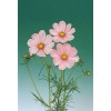 Hazzard's Seeds Cosmos Sonata Pink Blush    500 seeds