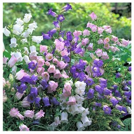 Canterbury Bells Mix - 1200 Seeds