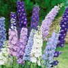 22Day Seeds: Seeds Delphinium Giant Mix/Annual Flowers