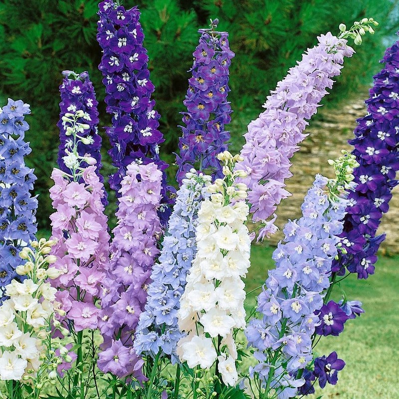 22Day Seeds: Seeds Delphinium Giant Mix/Annual Flowers