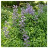 Everwilde Farms - 1 Oz Blue Wild Indigo Native Wildflower