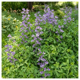 Everwilde Farms - 1 Oz Blue Wild Indigo Native Wildflower Seeds - Gold Vault