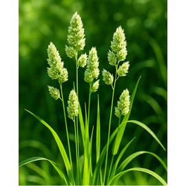 Cat Orchard Grass Mix Seeds – Fast-Growing Annual (Dactylis glomerata), Non-GMO, Indoor/Outdoor