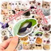 100 Pieces Funny Funny Cat Stickers Set, Cute Cat Stickers,