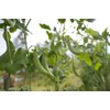 Sugar Daddy Snap Pea Seeds for Planting, 50+ Heirloom Seeds