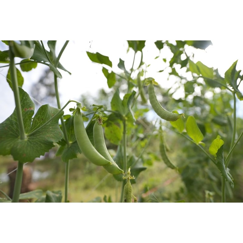 Sugar Daddy Snap Pea Seeds for Planting, 50+ Heirloom Seeds