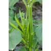 30 Cluster Beans Seeds, Non-GMO, Heirloom, High Yield for Canadian