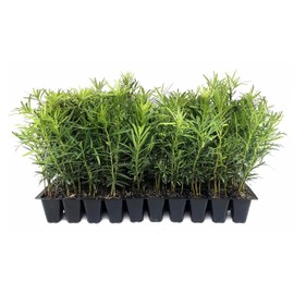 Podocarpus Macrophyllus Japanese Yew | 50 Live Plants | Podocarpus macrophyllus | Privacy Hedge Shrub | Evergreen Landscaping Plants for Gardens & Borders