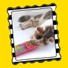 Petmate Organic Catnip - Hoots Zoom Around the Room Catnip