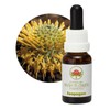 Isopogon 15 ml Stockbottle Australian Bush Flower Essences