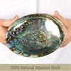 Wish Well Natural Abalone Shell 5.5-6 Inch Large with Wooden