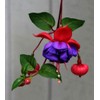 Fuchsia Flower Seeds Perennial Home Plant Bonsai 100 Pcs Seeds
