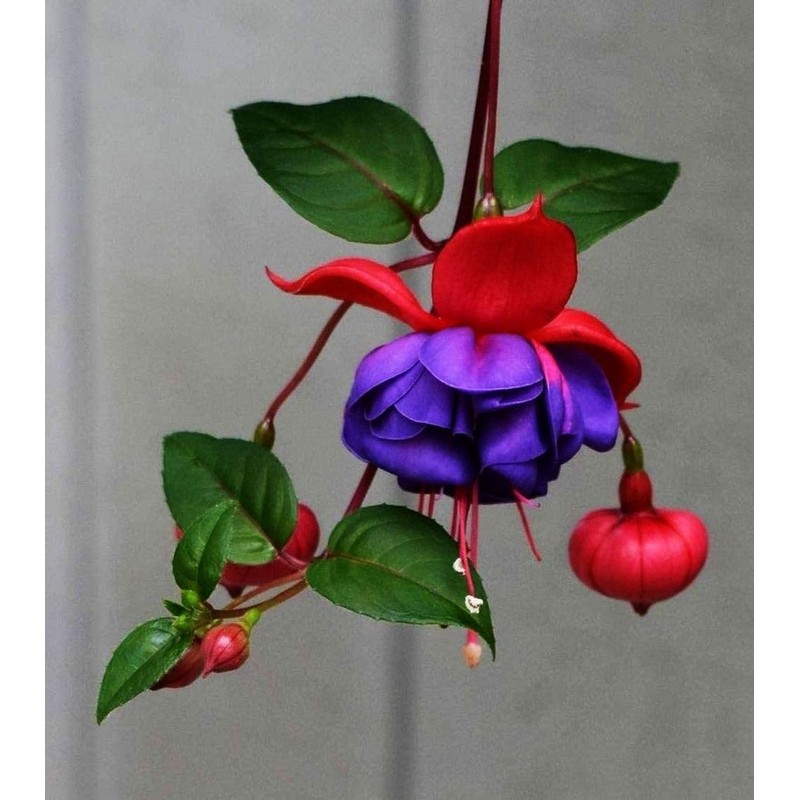 Fuchsia Flower Seeds Perennial Home Plant Bonsai 100 Pcs Seeds