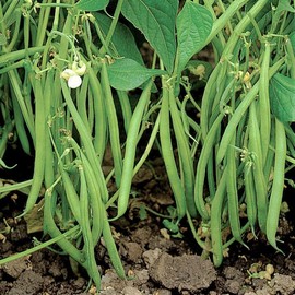 TomorrowSeeds - Blue Lake 274 Green Bean Seeds - 30+ Count - for 2025 Planting USA Garden Vegetable Stringless Tender String Beans Non-GMO Container Heirloom Grow Your Own Home Farm Patio Healthy