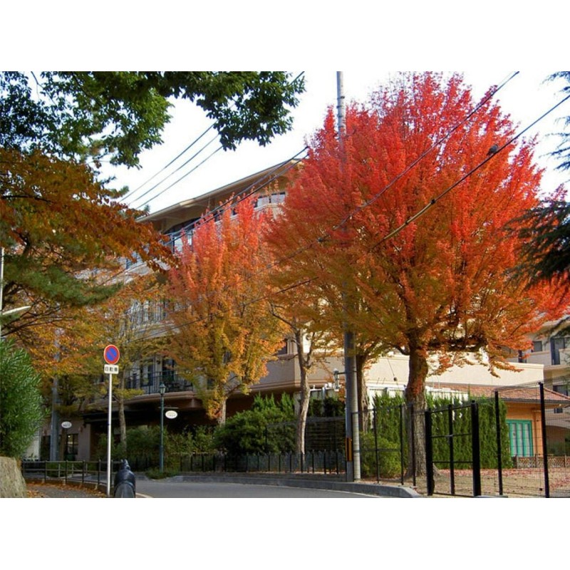 Tree 2 Trident Maple Trees - Live Plants - 8-12"