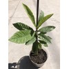 Loquat Tree 1 Loquat Tree 15” Sweet Tropical Fruit Tree