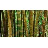 Bambú Moso (phyllostachys Edulis)