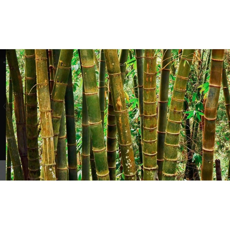 Bambú Moso (phyllostachys Edulis)
