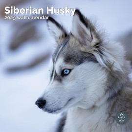 Baker and Bray Siberian Husky Calendar 2025, Large Square Wall Calendar, 16 Month, Siberian Husky Gift Dog Calendar.