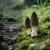 Greenfocus Dried Morel Mushrooms for Cooking, Fresh- Intense Flavor, Nutrient-dense,