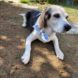 Pet Dog & Cat Summer Cooling Scarf Cooling Scarf Blue 2ea