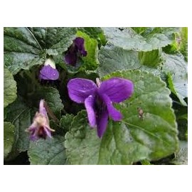 Generic Purple Wild Violets Starter Plants (15) Flower Bulbs Bare Root - 2""+