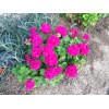 Unbranded Very bright Magenta GERANIUM FRESH LIVE PLANT 3 X