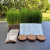Organic Cat Grass Kit 3 Pack | Non GMO Mixed