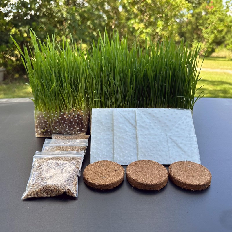 Organic Cat Grass Kit 3 Pack | Non GMO Mixed
