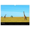 Giraffes - Lovely Giants of the African Savannah (Wall Calendar
