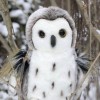 Auswella Plush Hedwig the 12 Inch Snowy Owl- Plush Stuffed