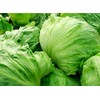 Iceberg Lettuce Seeds - Fall Crop and Cool Season Planting