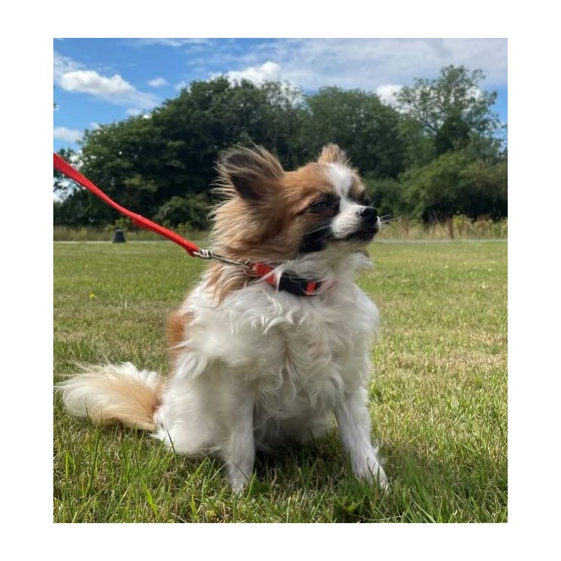 Puppy Collar Small Dog Collar Adjustable Strong Durable Training Walking