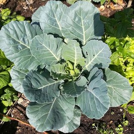 Collard Seeds - Champion - 1 Ounce - Vegetable Seeds, Heirloom Seed, Open Pollinated Seed Fast Growing, Culinary