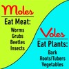 I Must Garden Mole & Vole Repellent Hose End Concentrate: