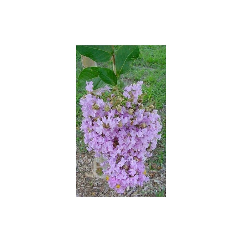 MrTreeUSee Lilac Purple Crepe Myrtle 8+ FRESH cuttings Beautiful Fragrant